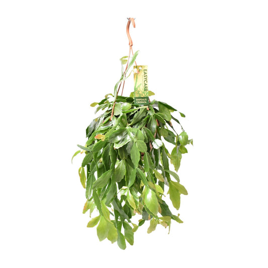 Rhipsalis Crispata - Ø14cm - ↕35cm bei Pflanzfix24