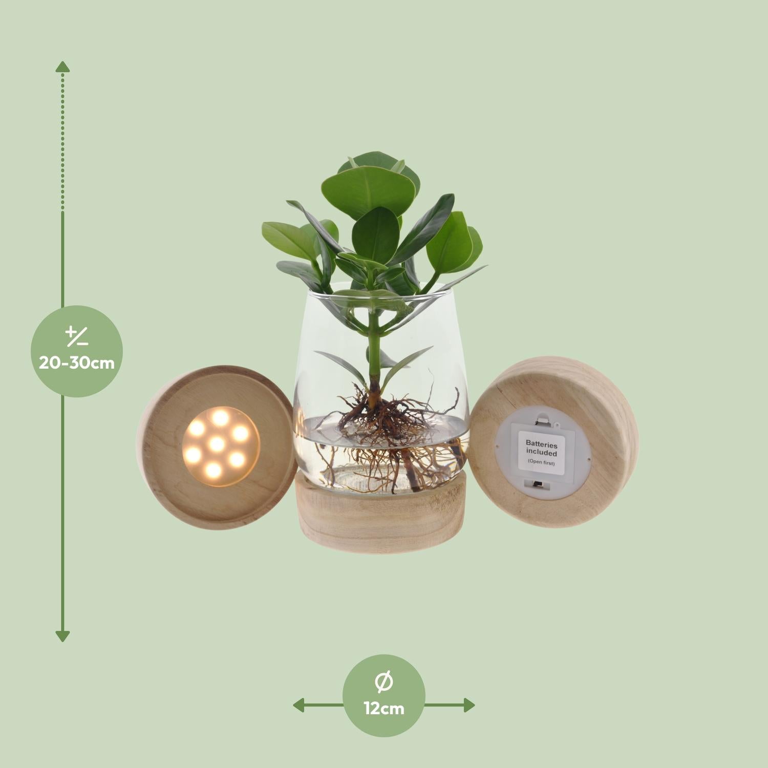 Clusia In Kingston Glas + LED - Ø12cm - ↕30cm - Pflanzfix24.de - Pflanzfix24.de