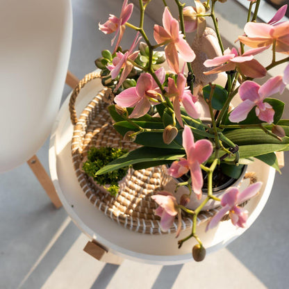 Phalaenopsis Orchidee Jewel Treviso Altrosa Ø12cm – 4 Zweige | Pflanzfix24.de - Pflanzfix24.de