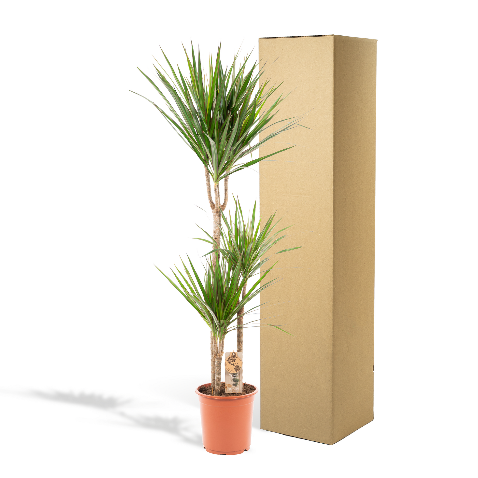 Dracaena Marginata - Ø21cm - ↕120cm - Pflanzfix24.de - Pflanzfix24.de