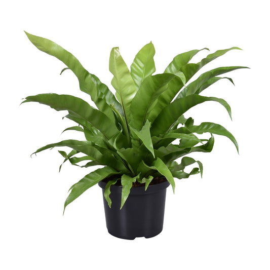 Asplenium Antiquum - Ø23cm - Pflanzfix24.de - Pflanzfix24.de