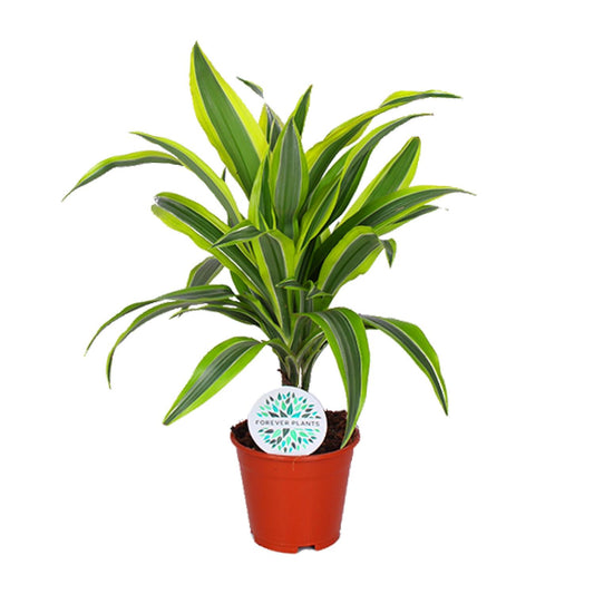 Dracaena Lemon Lime - Ø14cm - ↕55cm - Pflanzfix24