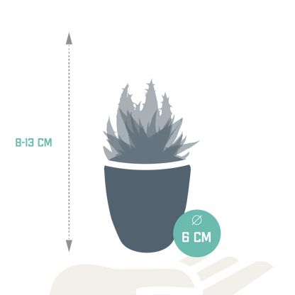 Gasteria/Haworthia-Mischung 5,5cm - 5x - Pflanzfix24.de - Pflanzfix24.de