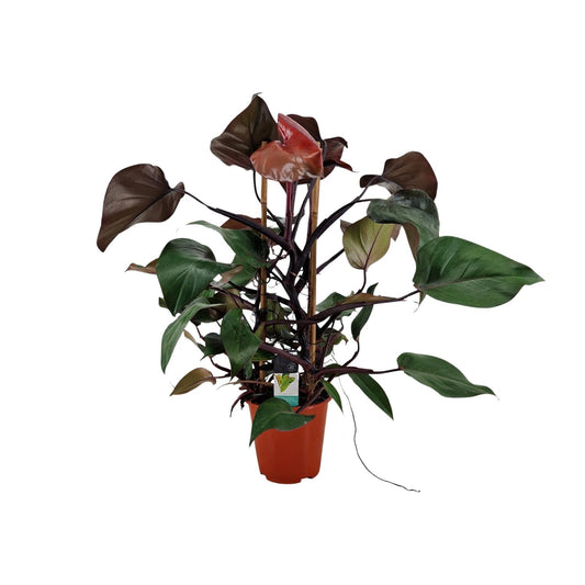 Philodendron Ruby Pyramide - Ø19cm - ↕75cm - Pflanzfix24