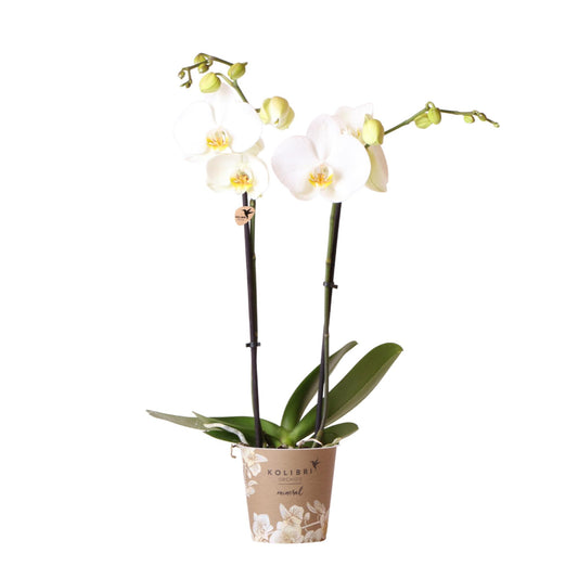 Kolibri Orchids | weiße Phalaenopsis-Orchidee - Dame Blanche - Topfgröße Ø12cm - Pflanzfix24