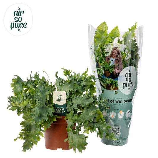 Phlebodium Davana 35cm Ø12cm – Zimmerpflanze | Pflanzfix24