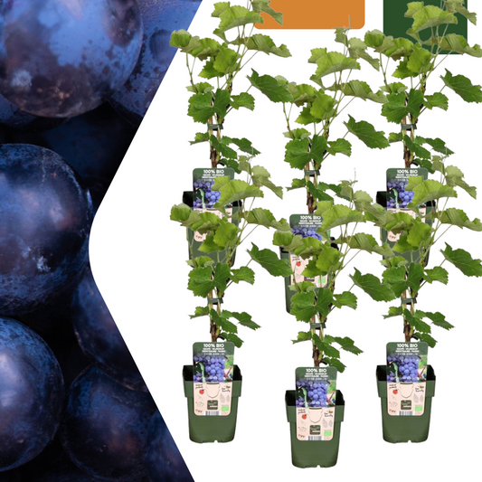 6 x Bio-Weinreben - Ø 13 cm - ↨ 20 cm - Pflanzfix24.de - Pflanzfix24.de