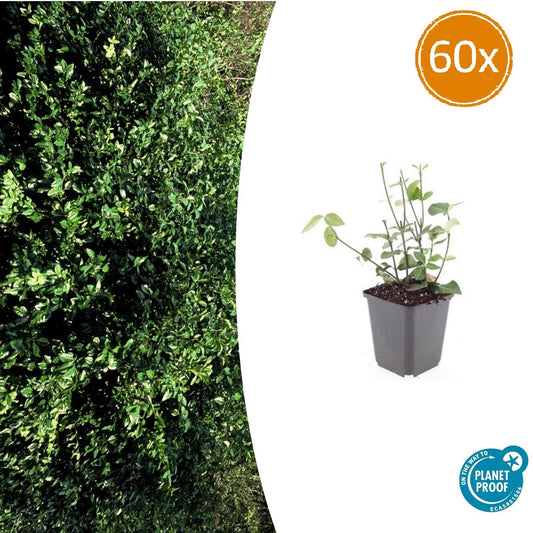 60x Euonymus fort. 'Coloratus' - Pflanzfix24.de - Pflanzfix24.de