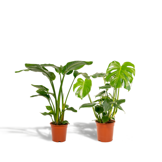 Strelitzia & Monstera Set Zimmerpflanzen – Pflanzfix24.de - Pflanzfix24.de