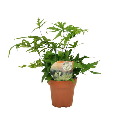Doryopteris Pedata - Ø12cm - ↕35cm bei Pflanzfix24