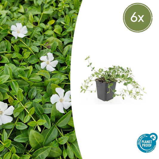6x Vinca minor 'Gertrude Jekyll' - Pflanzfix24.de - Pflanzfix24.de