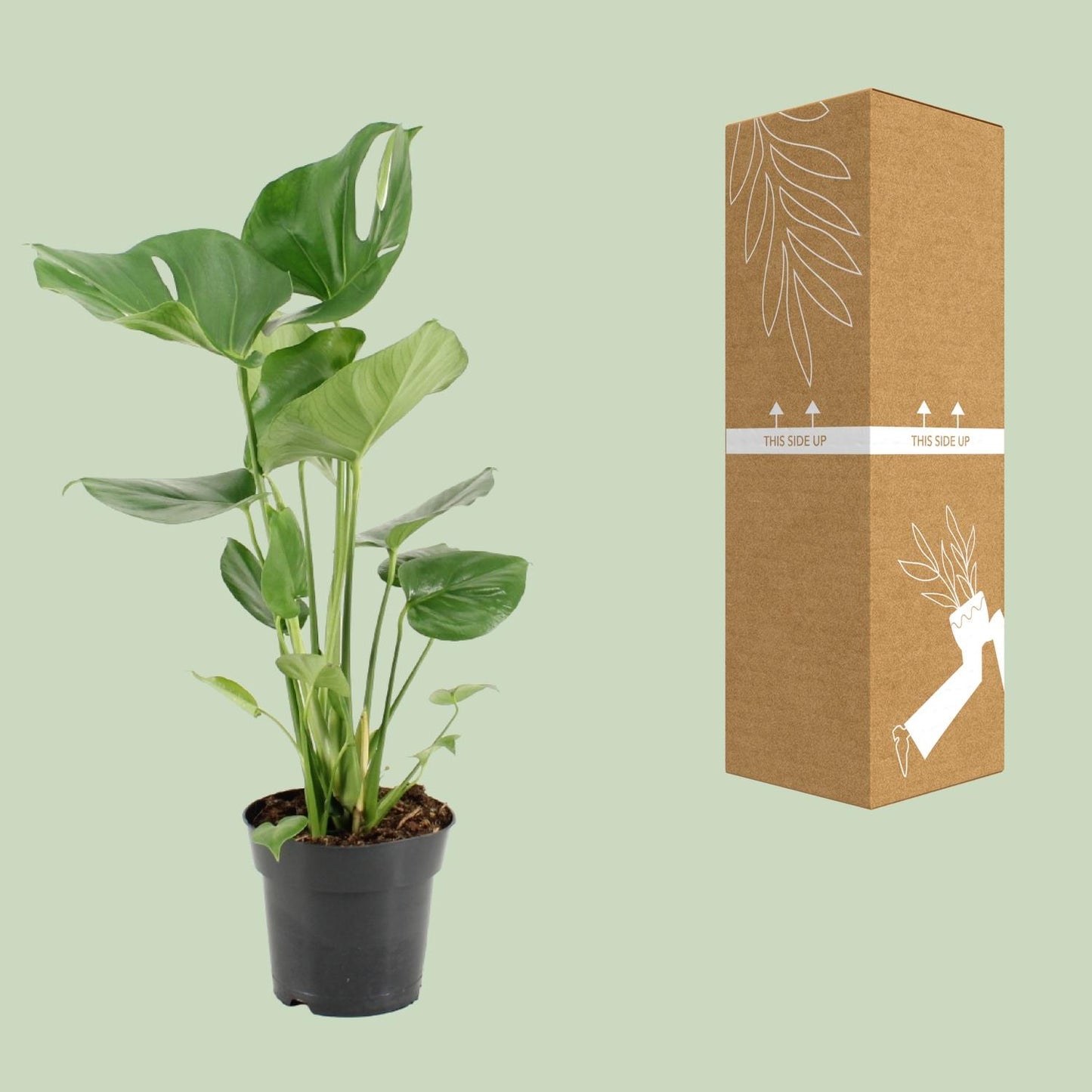 Monstera Deliciosa Ø17cm, 60cm – Pflanzfix24