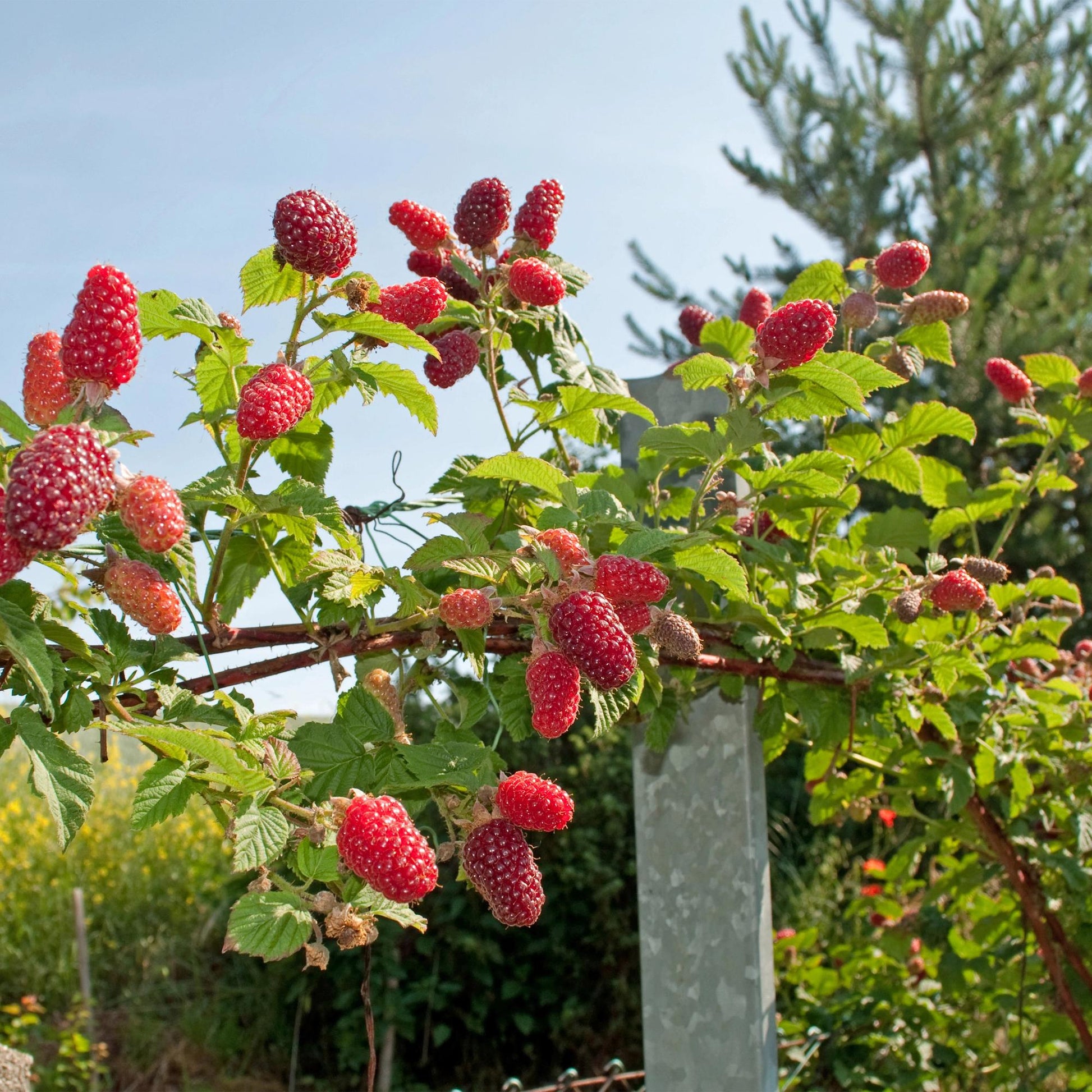 GreenboutiQ - Obstpflanze - Taybes - Rubus Tayberry - Rote Frucht - 2 Pflanzen - Topf 11cm Höhe 40cm - Pflanzfix24.de