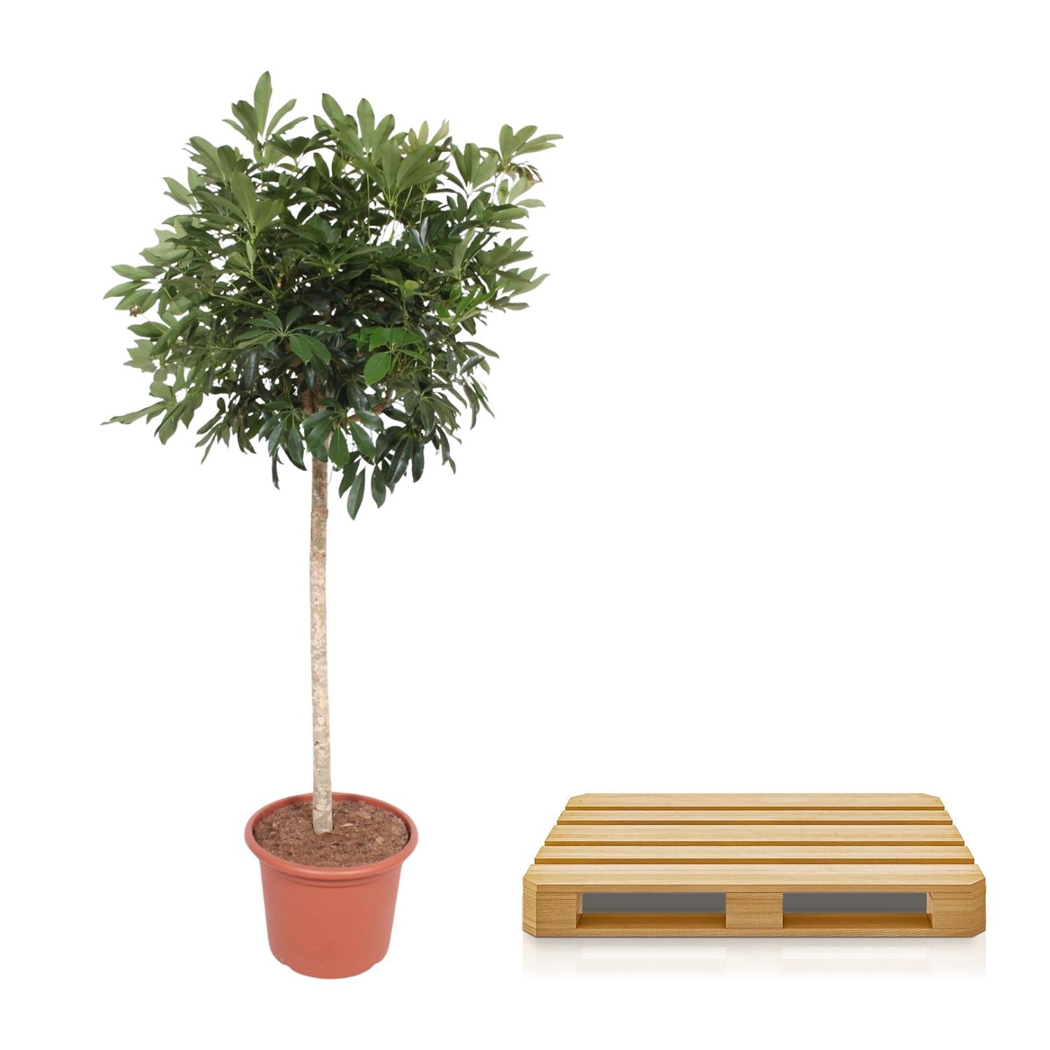 Schefflera Compacta 190 cm Zimmerpflanze – Pflanzfix24.de - Pflanzfix24.de