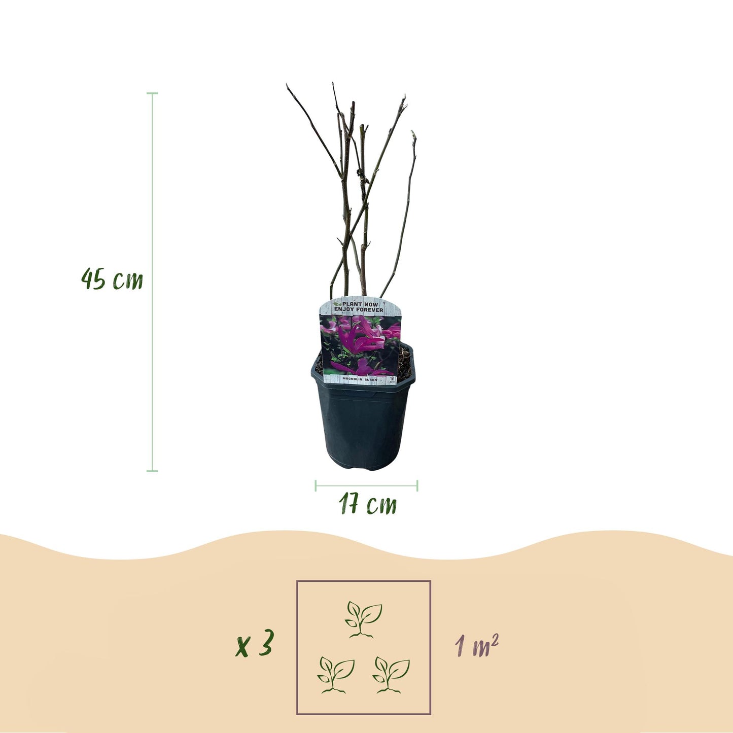 Pflanzfix24.de - Magnolia Susan - Blumen Dunkelrosa - 1 Pflanze - Topf 17cm - Pflanzfix24.de