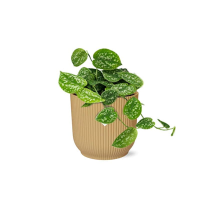 Scindapsus Pictus ‘Argyraeus’ 14cm Gelb – Luftreinigende Zimmerpflanze | Pflanzfix24