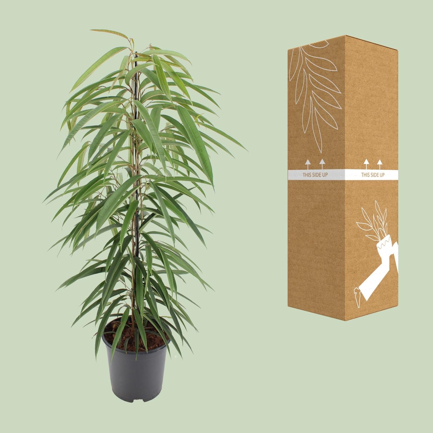 Ficus Binnendijkii Alii - Ø21cm - ↕80cm - Pflanzfix24.de - Pflanzfix24.de