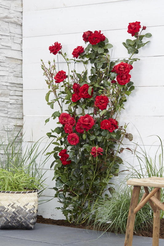 Kletterrose Crazy in Love 'Red' Ø15cm – Tiefrot & Samtig | Pflanzfix24.de - Pflanzfix24.de