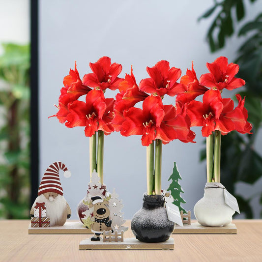 No Water Flowers® Winter Wonderland Mix (3 pack) + Red flower - Pflanzfix24