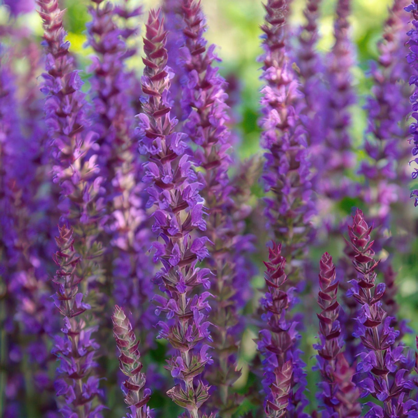40x Salvia nemorosa 'Ostfriesland' lila Blütenstaude | Pflanzfix24