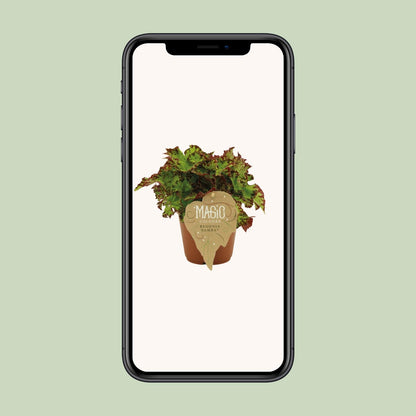 Begonia Rex Samba - Ø12 ↕25 bei Pflanzfix24