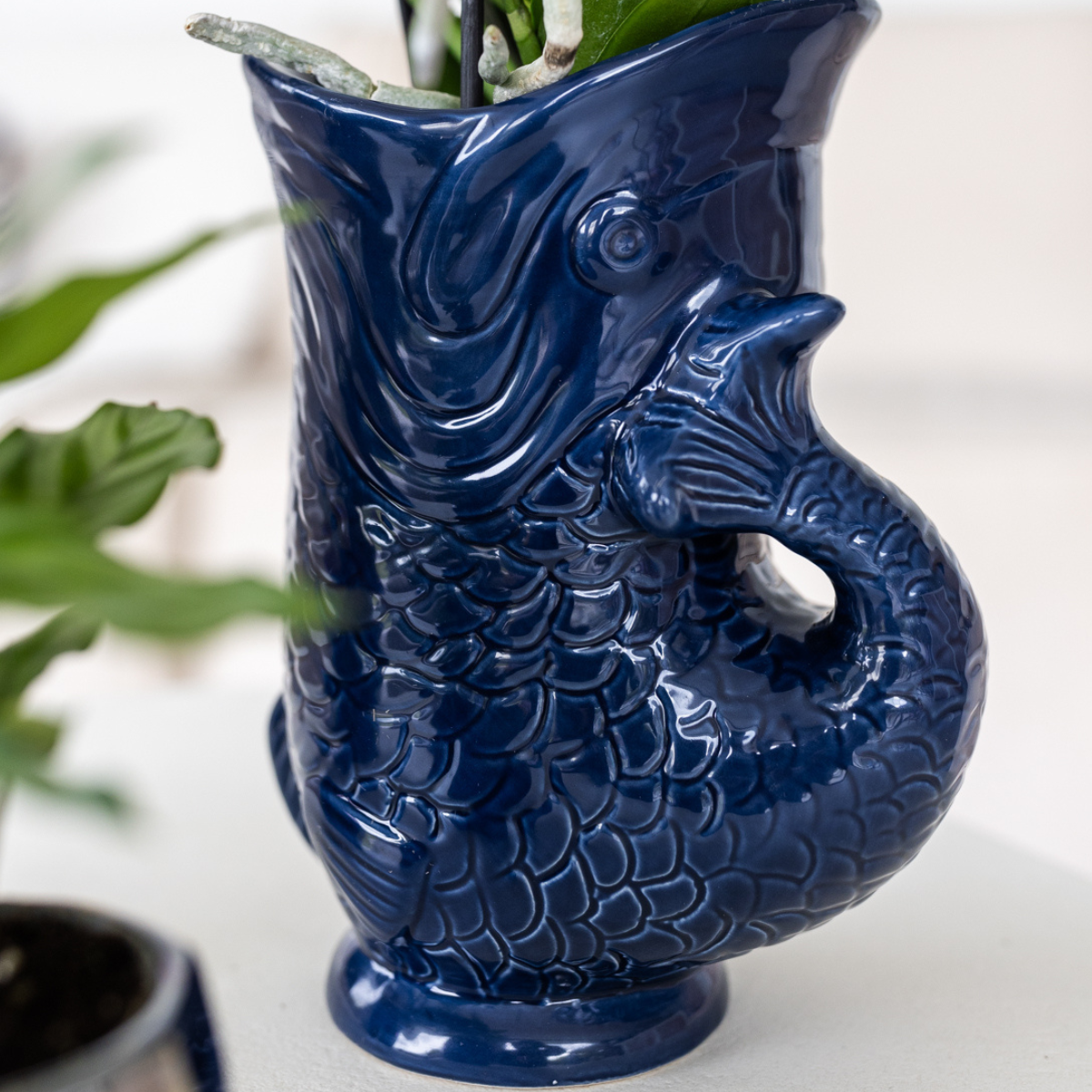 Kolibri Orchids Set | Orchidee Lima & Sukkulenten - Pflanzfix24