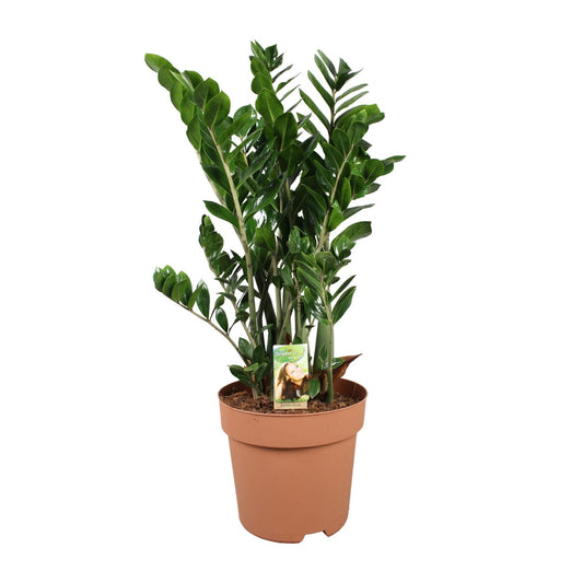 Zamioculcas Zamiifolia - Ø30cm - ↕110cm - Pflanzfix24