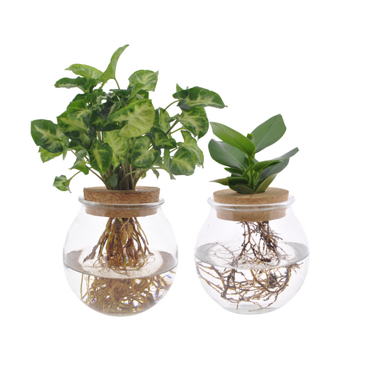Bolglas Duo Clusia/Syngonium Green - 2 Stücke - Pflanzfix24.de - Pflanzfix24.de