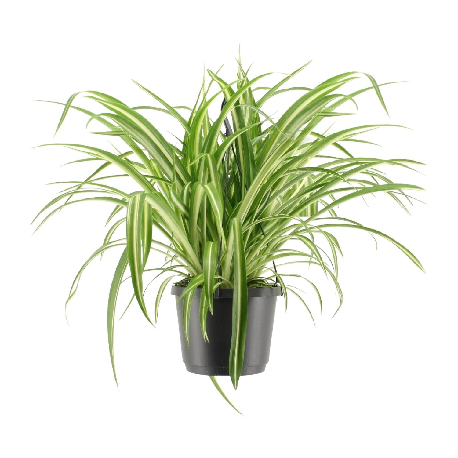 Chlorophytum Comosum Variegatum - Ø17cm - Hängeampel - Pflanzfix24.de - Pflanzfix24.de