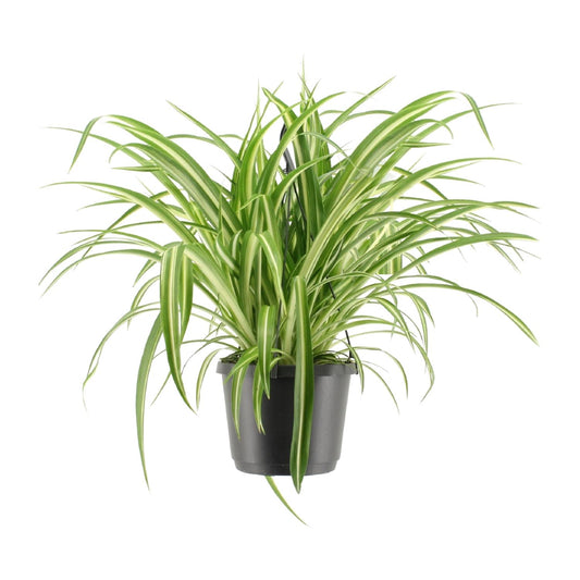 Chlorophytum Comosum Variegatum - Ø17cm - Hängeampel - Pflanzfix24.de - Pflanzfix24.de