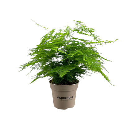 Asparagus Setaceus - Ø15cm - ↕45cm - Pflanzfix24