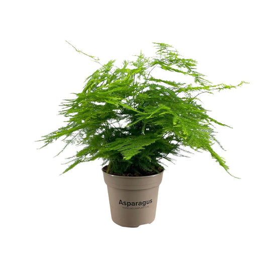 Asparagus Setaceus - Ø15cm - ↕45cm - Pflanzfix24