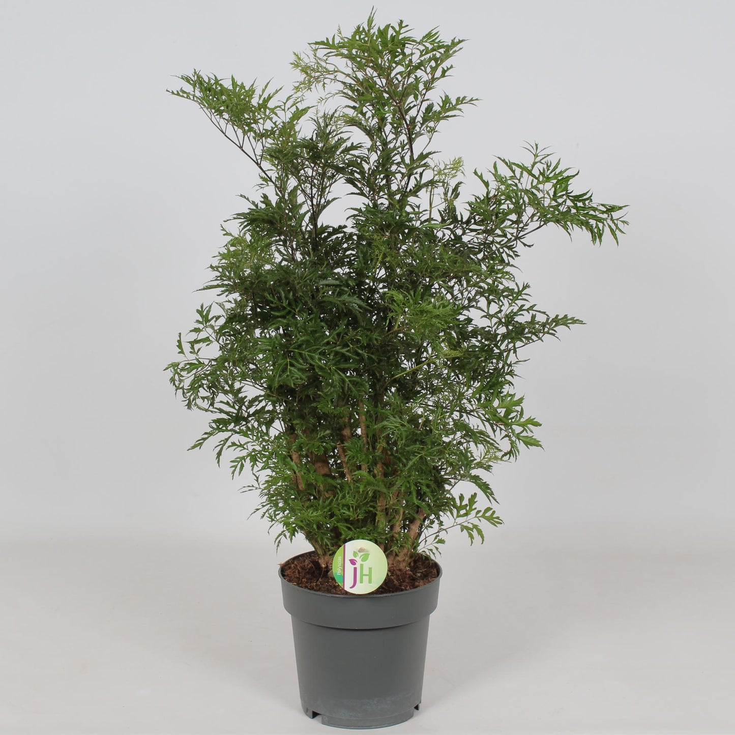 Polyscias Hawaiian - Ø19cm - ↕60cm - Pflanzfix24