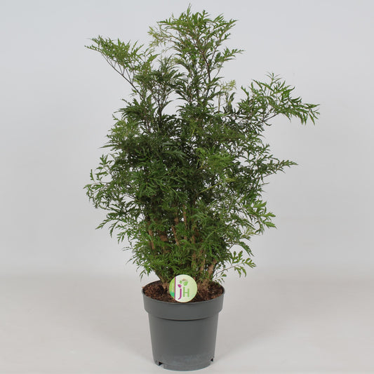 Polyscias Hawaiian - Ø19cm - ↕60cm - Pflanzfix24