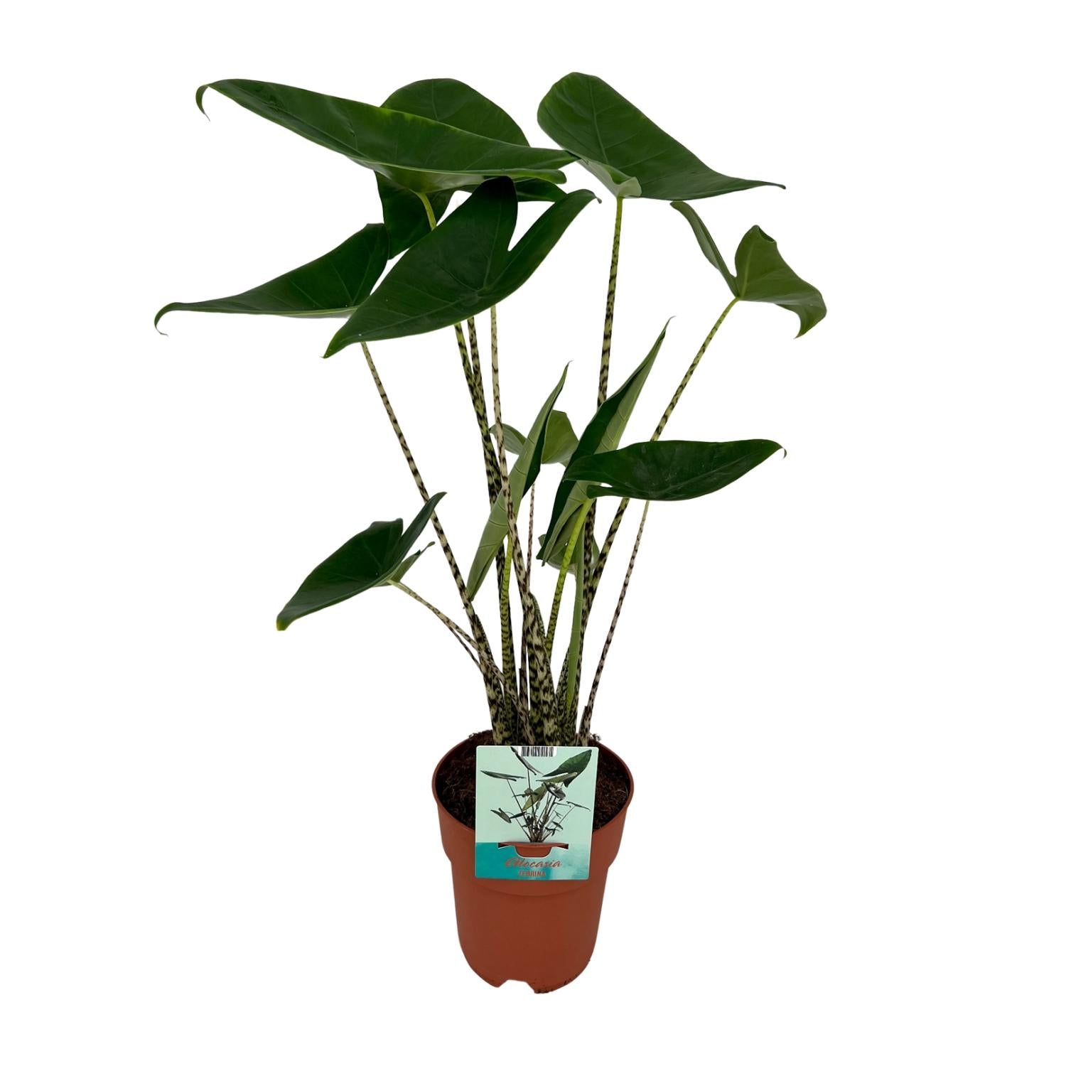 Alocasia Zebrina - Elefantenohr - Ø19cm - ↕75cm - Pflanzfix24.de - Pflanzfix24.de