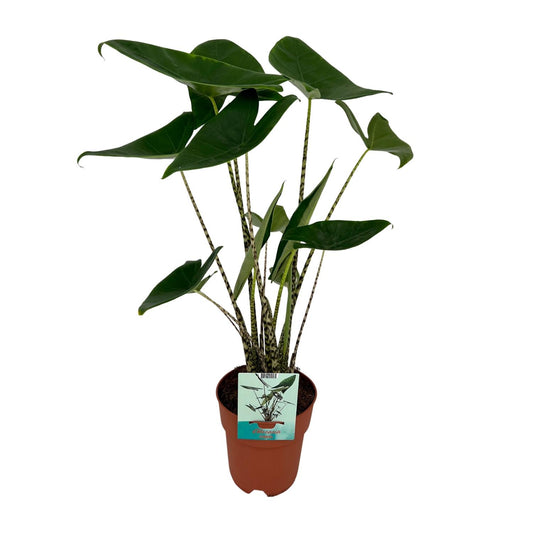 Alocasia Zebrina - Elefantenohr - Ø19cm - ↕75cm - Pflanzfix24.de - Pflanzfix24.de