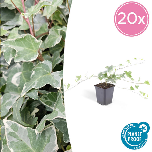 20x Efeu 'Glacier' Hedera helix von Pflanzfix24.de - ↕10-25cm - Ø9cm - Pflanzfix24.de