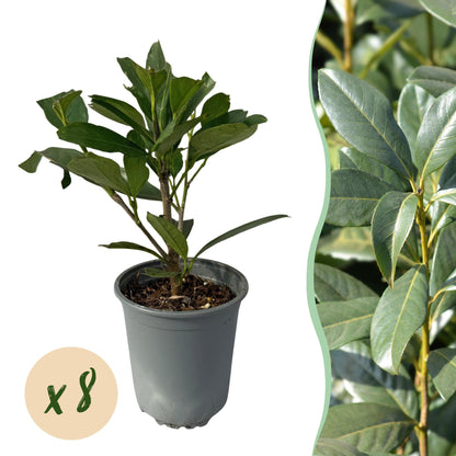 Pflanzfix24 - Prunus laurocerasus Caucasica - Heckenpflanzen - 8 Pflanzen - 1 laufenden Meter