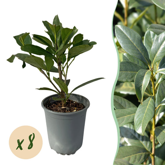 Pflanzfix24 - Prunus laurocerasus Caucasica - Heckenpflanzen - 8 Pflanzen - 1 laufenden Meter