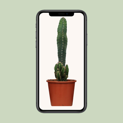 Cereus Peruvianus Florida - Ø17cm - ↕75cm - Pflanzfix24