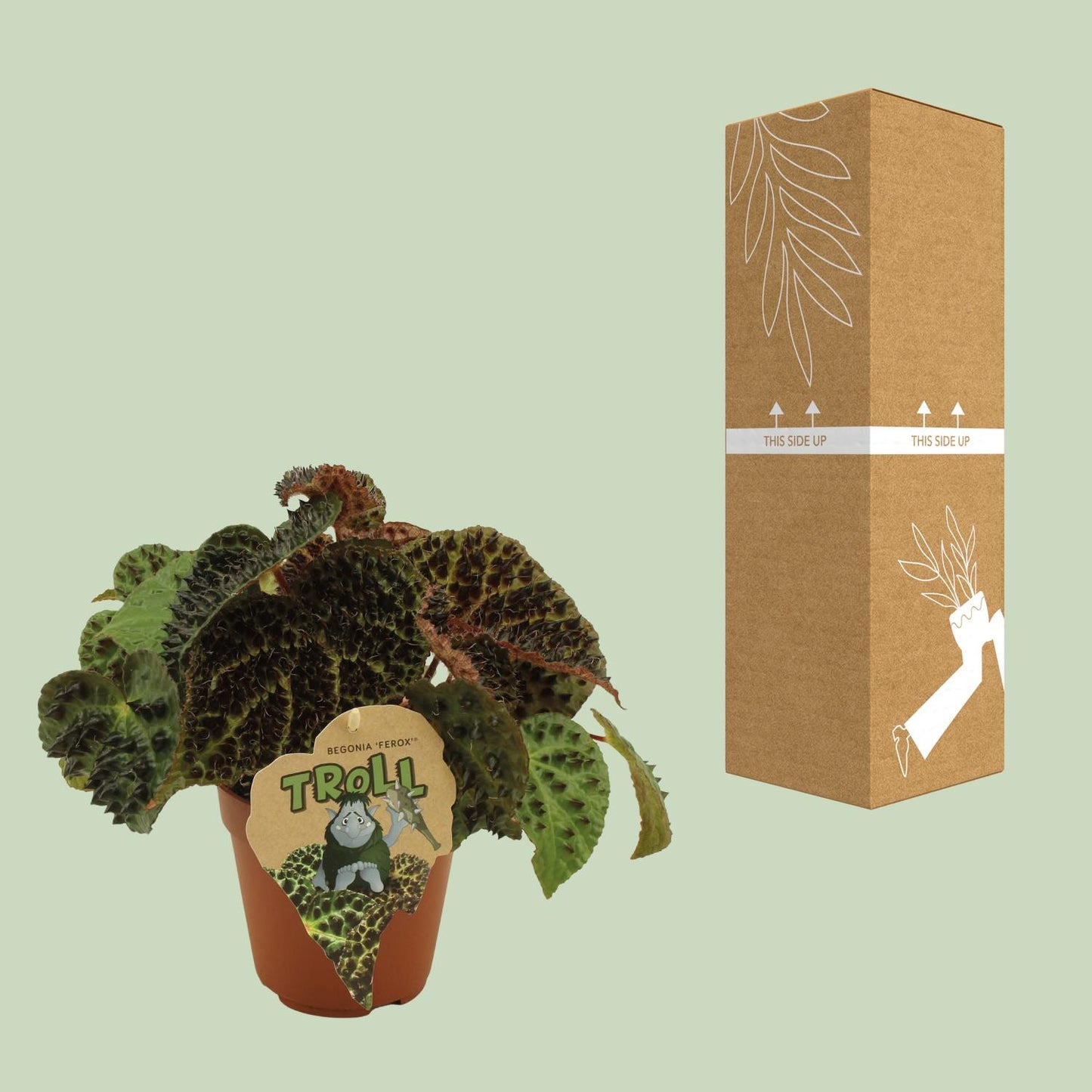 Begonia Rex Ferox - Ø12 ↕25 bei Pflanzfix24