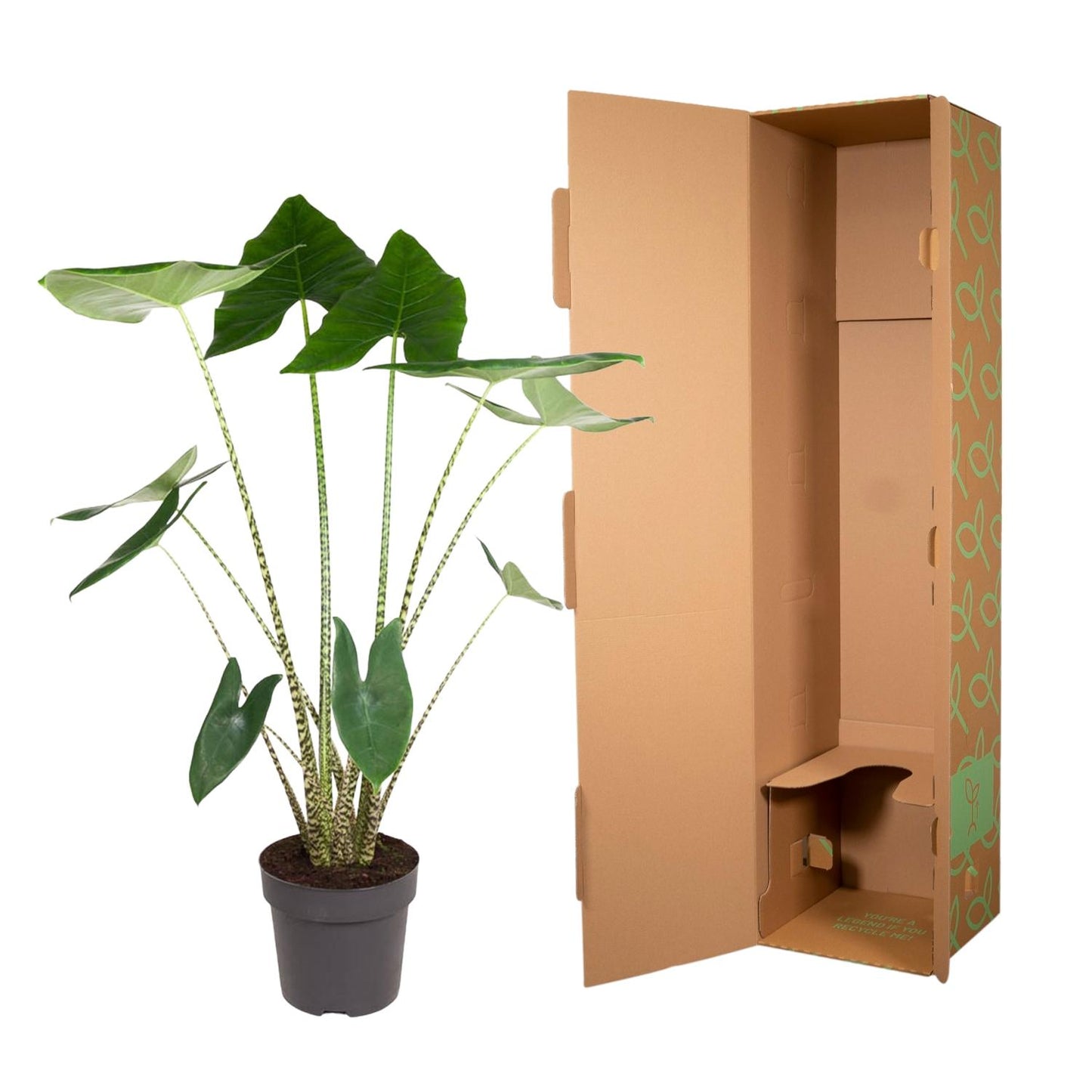 Alocasia Zebrina - 130 cm - ø32 bei Pflanzfix24.de - Pflanzfix24.de