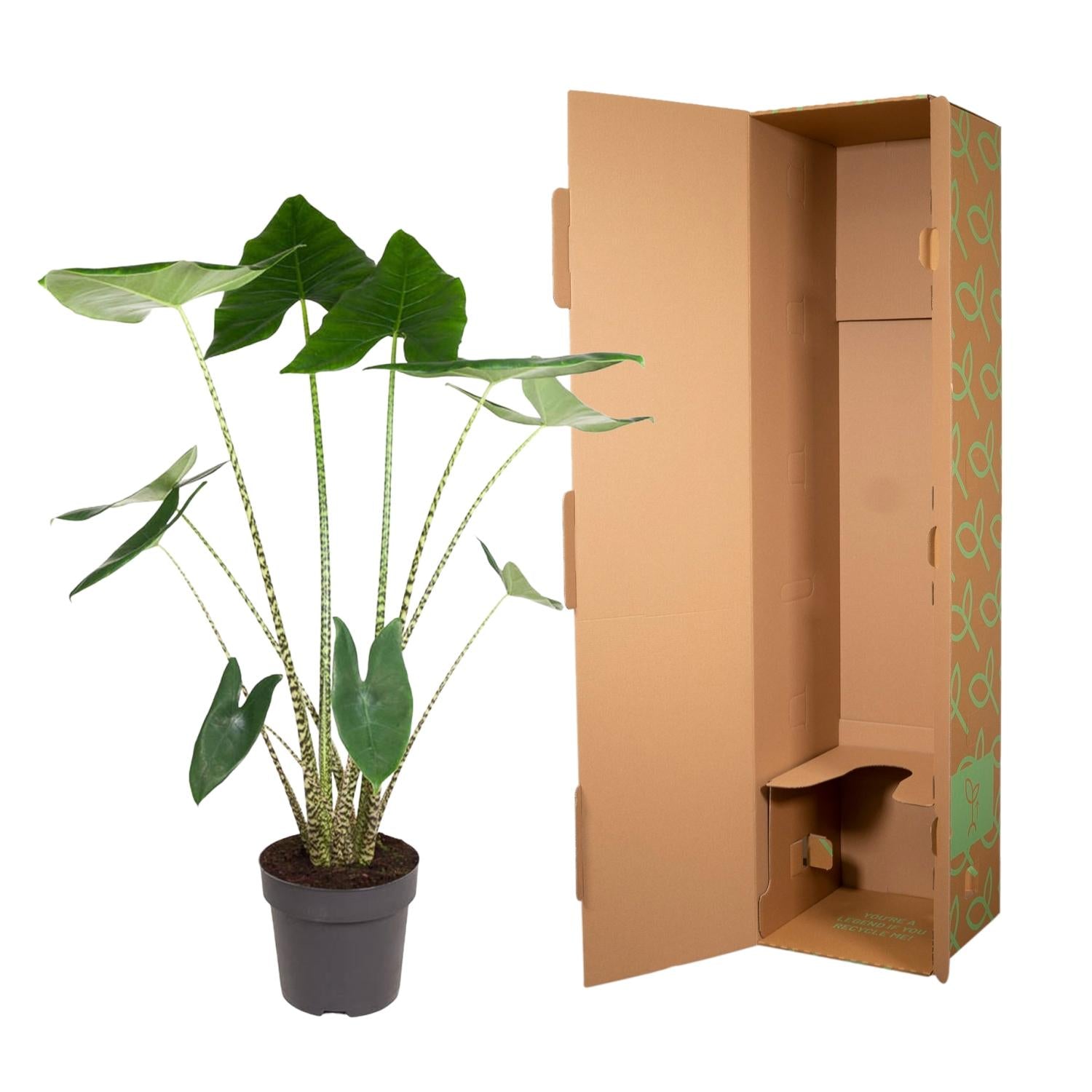 Alocasia Zebrina - 130 cm - ø32 bei Pflanzfix24.de - Pflanzfix24.de
