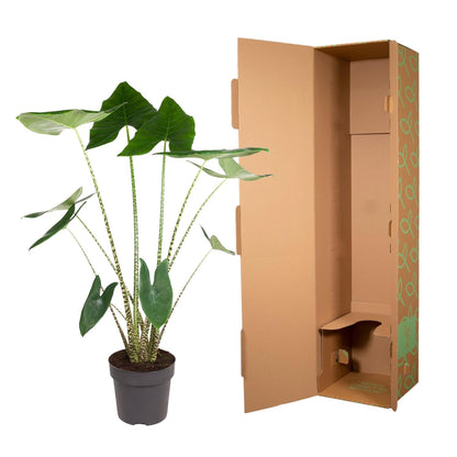 Alocasia Zebrina - 130 cm - ø32 bei Pflanzfix24.de - Pflanzfix24.de