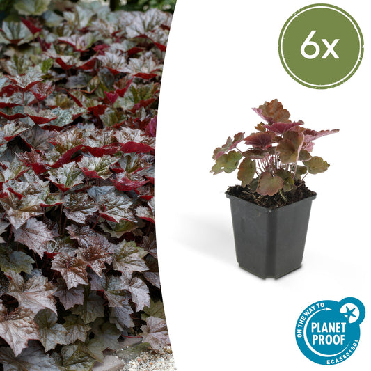 6x Heuchera mic. 'Palace Purple' - ↕10-25cm - Ø9cm - Pflanzfix24.de - Pflanzfix24.de