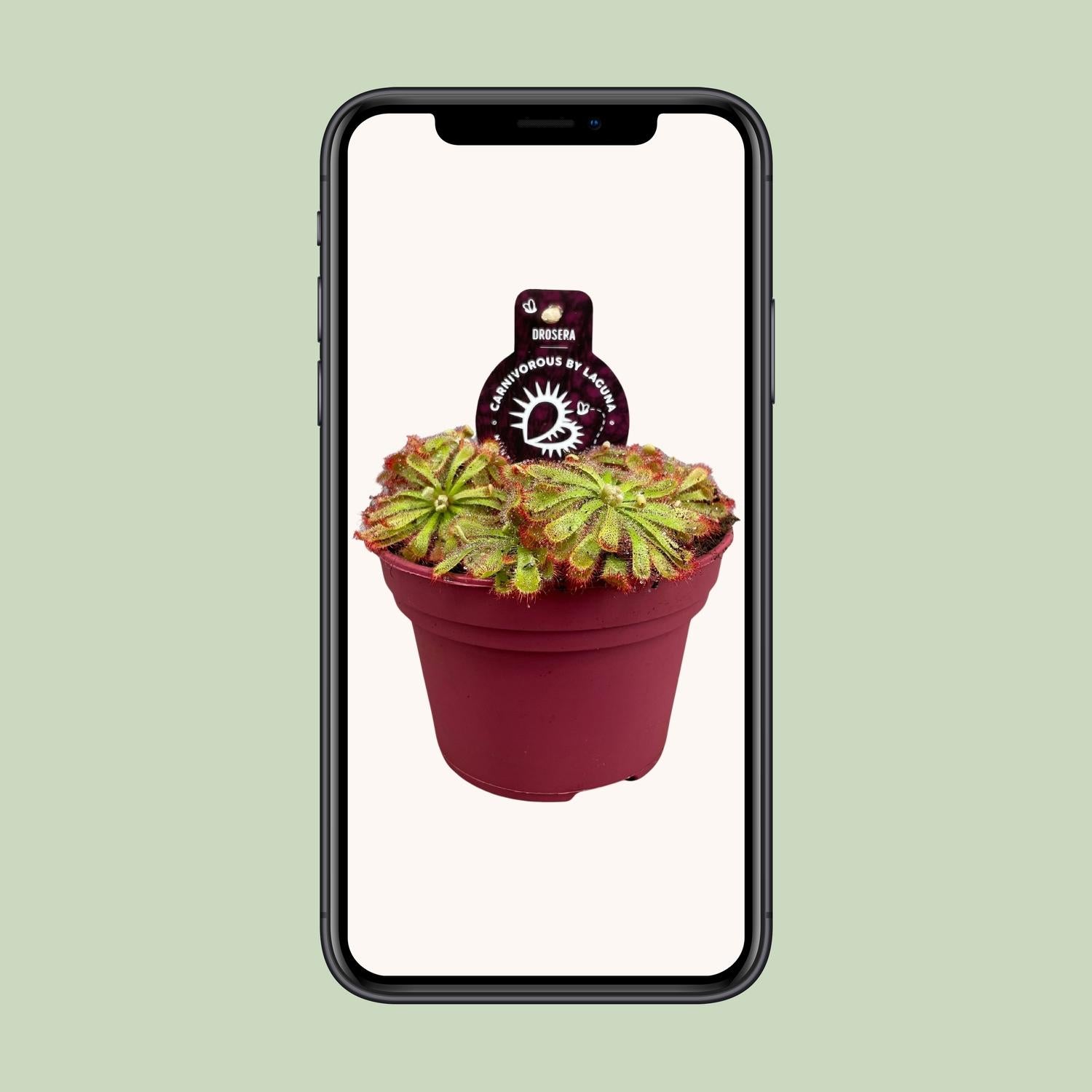 Drosera Aliciae - Ø12cm - ↕12cm bei Pflanzfix24.de - Pflanzfix24.de