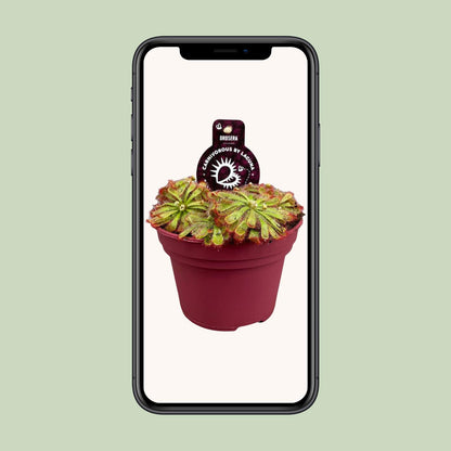 Drosera Aliciae - Ø12cm - ↕12cm bei Pflanzfix24.de - Pflanzfix24.de