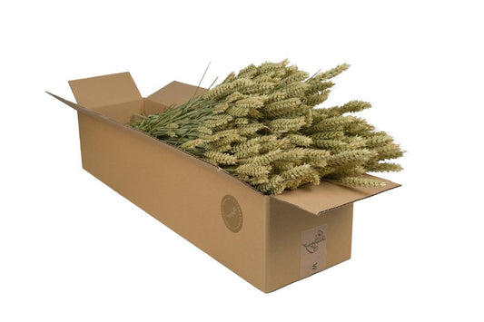 Getrocknete Blumen - Tarwe (Triticum) - Natural - 4 Gebüsch - ↕60cm - Pflanzfix24.de - Pflanzfix24.de