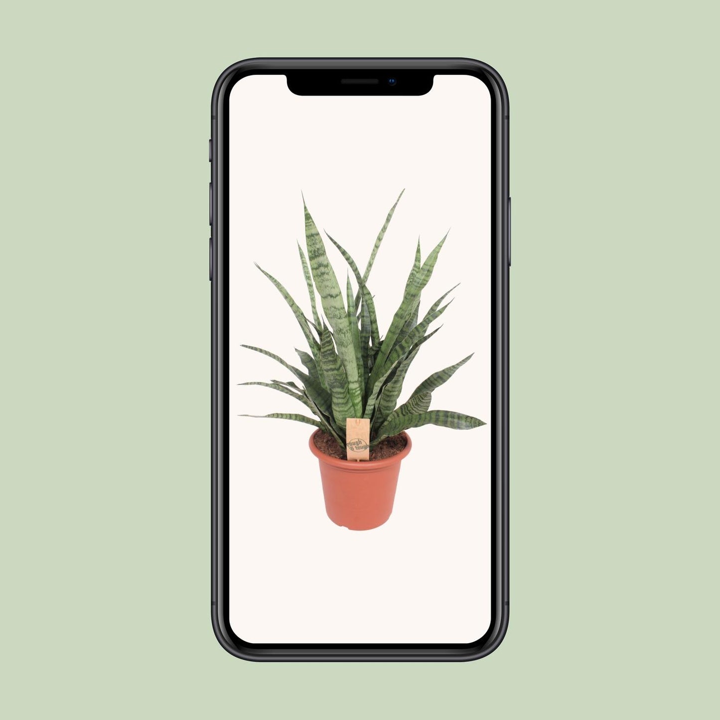 Sansevieria Diamond Green - Ø25cm - ↕80cm - Pflanzfix24