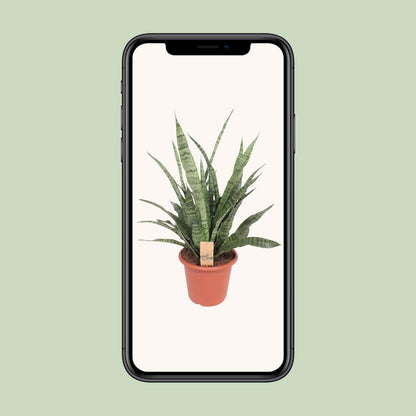 Sansevieria Diamond Green - Ø25cm - ↕80cm - Pflanzfix24